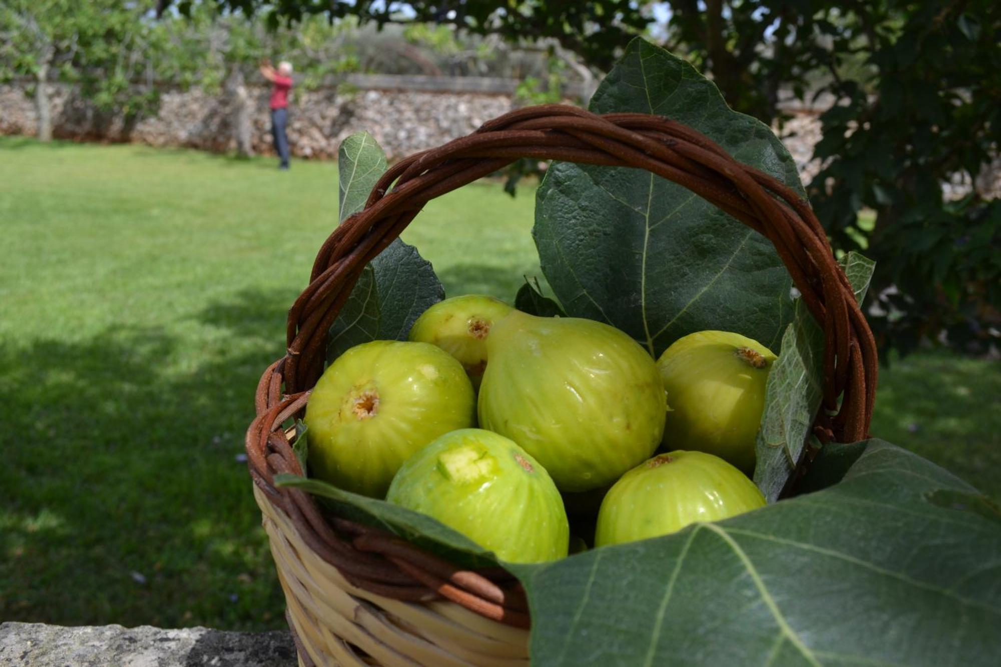 Tenuta Masseria & Spa Chicco Rizzo Sternatia Eksteriør billede